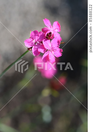 Croatian carnation 85888122