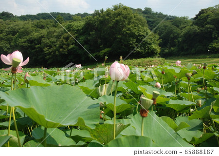 Oga lotus (Nishitani Pond / Kojindani Historical Park / Hikawa-cho, Izumo City, Shimane Prefecture) Oga lotus (Nishitani Pond / Kojindani Historical Park / Hikawa-cho, Izumo City, Shimane Prefecture) 85888187