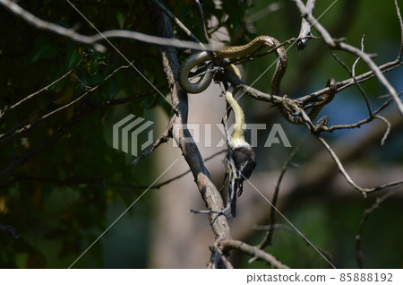 Snake swallowing birds on the tree (Tachikawa Park / Tachikawa City, Tokyo) 85888192