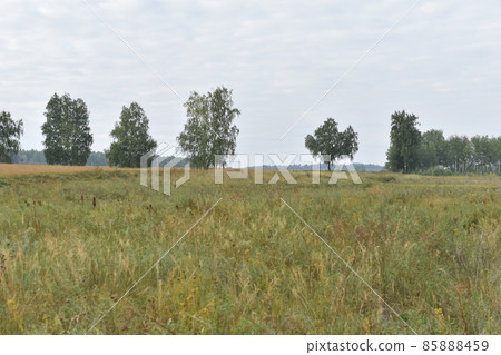 River and mountain with trees in the steppe field 85888459