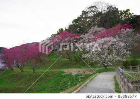 兵庫縣淡路島Hirotabairinfureai公園 85888577