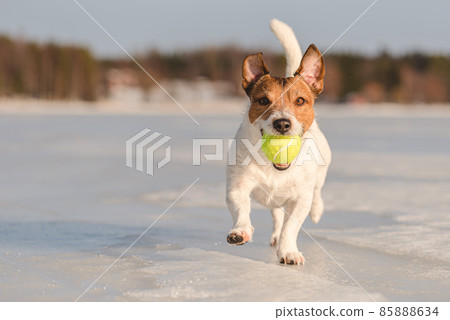Funny dog carries in mouth tennis ball running on slippery ice of frozen lake on sunny winter day Funny dog carries in mouth tennis ball running on slippery ice of frozen lake on sunny winter day 85888634