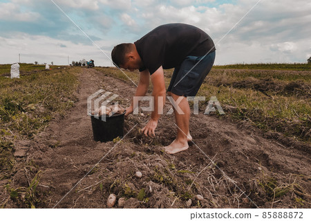 A man collects peeled potatoes in a bucket, autumn rural harvest from the field. A man collects peeled potatoes in a bucket, autumn rural harvest from the field. 85888872