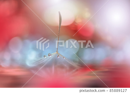 Beautiful Nature Background.Floral Art Design.Abstract Macro Photography.Pastel Flower.Dandelion Flowers.Red Background.Creative Artistic Wallpaper.Wedding Invitation.Celebration,love.Close up View. 85889127