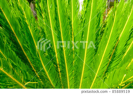 Bright green palm tree leaves. Floral pattern background. Bright green palm tree leaves. Floral pattern background. 85889519