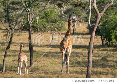 Baringo Giraffe, Giraffa camelopardalis Baringo Giraffe, Giraffa camelopardalis 85889565