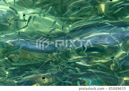 small colorful fish swim in a lake in a city park in Israel small colorful fish swim in a lake in a city park in Israel 85889635