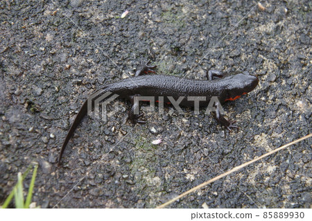 日本火腹蠑螈(栃木縣北部) 日本火腹蠑螈(栃木縣北部) 85889930