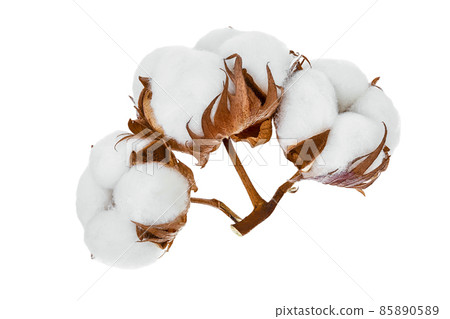 Cotton plant flower isolated on white background with clipping path and full depth of field Cotton plant flower isolated on white background with clipping path and full depth of field 85890589
