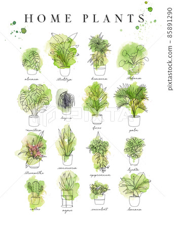 Poster watercolor home plants watercolor 85891290