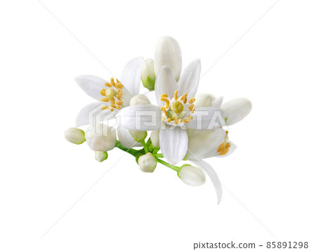 Orange tree white flowers and buds bunch isolated on white Orange tree white flowers and buds bunch isolated on white 85891298