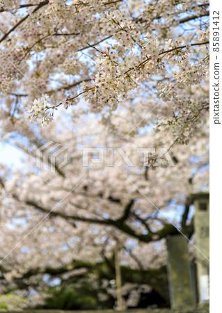 Sakura on the approach to Senkoji Temple in Onomichi in spring Sakura on the approach to Senkoji Temple in Onomichi in spring 85891412