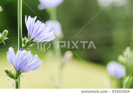 Chicory flower in nature 85891684