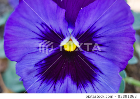 Purple pansy 85891868