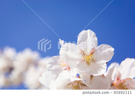 Close-up of warm current cherry blossoms against the background of blue sky Close-up of warm current cherry blossoms against the background of blue sky 85892111
