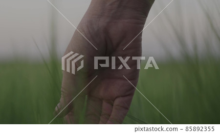 farmer runs his fingers over green wheat field, farming, agriculture, farmer grain food harvest bread, farmer estate plantation, organic food on farm, agronomist looks at grown rye with palm his hand farmer runs his fingers over green wheat field, farming, agriculture, farmer grain food harvest bread, farmer estate plantation, organic food on farm, agronomist looks at grown rye with palm his hand 85892355