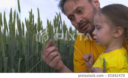 agriculture, father tells little child about caring green wheat, agranom farm rural land, kid vacation dad plantations, happy family, business production grain, flour, bread, beer, girl parent rye 85892470