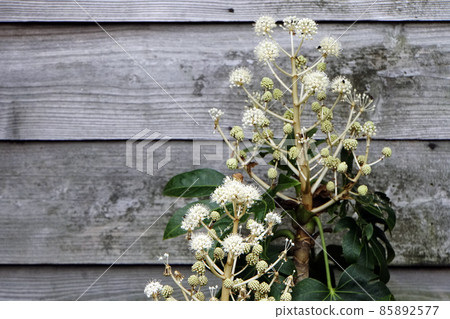 Temari-shaped eight-handed flower that blooms in yellowish white 85892577