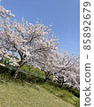 櫻花林蔭道 85892679