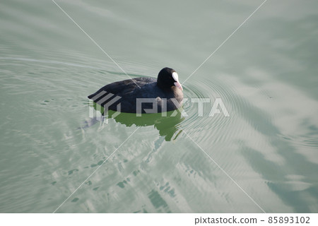 Coot, a winter bird of Lake Biwa 85893102