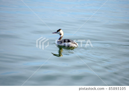 琵琶湖大鳳頭冬鳥 85893105