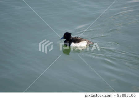 Tufted duck winter bird of Lake Biwa 85893106