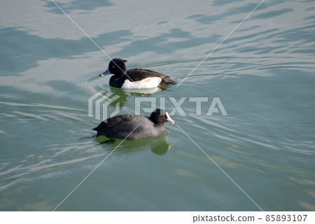 Tufted duck and coot winter bird of Lake Biwa 85893107