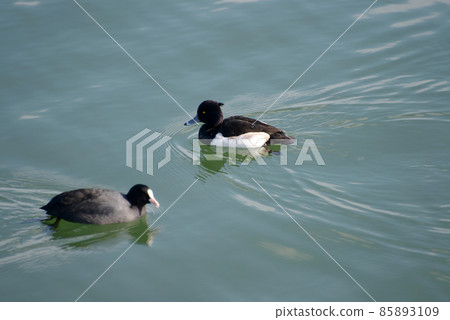 Tufted duck and coot winter bird of Lake Biwa 85893109