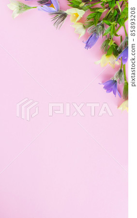 Festive spring flat composition of various spring flowers, snowdrop lumbago crocus. Pastel pink background copy space 85893208