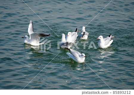 琵琶湖黑頭鷗冬鳥 85893212