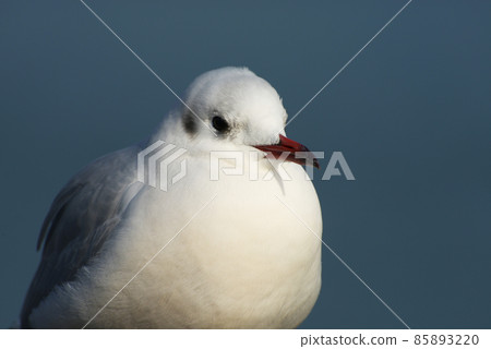 琵琶湖黑頭鷗冬鳥 85893220