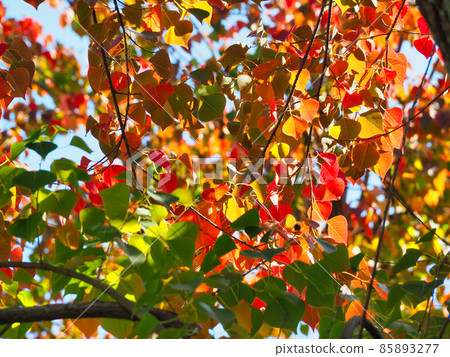 中國牛油的秋葉 中國牛油的秋葉 85893277