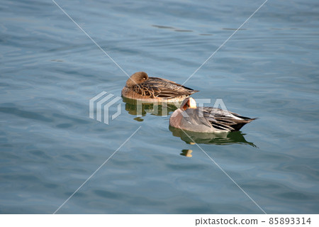 Wigeon couple, winter bird of Lake Biwa 85893314