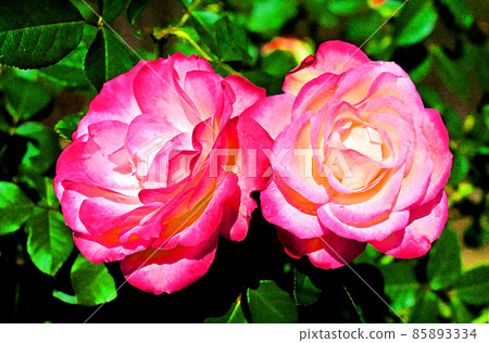 Rose flower blooming healing windowsill 85893334