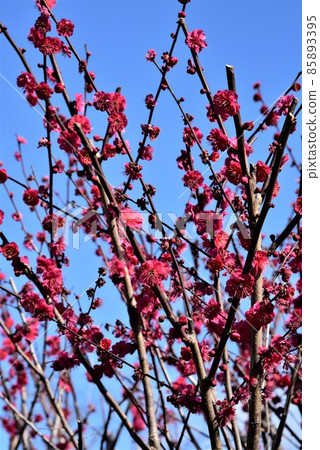 日本最早的觀音聖地聖德太子所創立的中山寺梅林 85893395