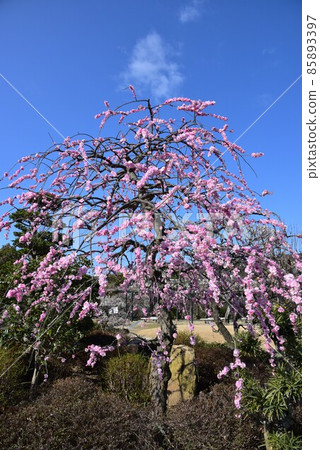 日本最早的觀音聖地聖德太子所創立的中山寺梅林 85893397