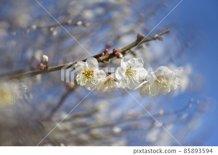 Umebayashi of Nakayamadera, a temple of easy delivery, founded by Prince Shotoku, Japan's first Kannon sacred place 85893594