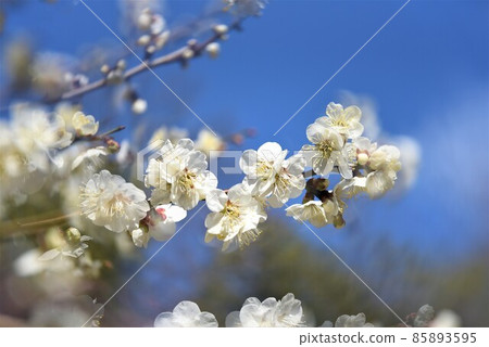 Umebayashi of Nakayamadera, a temple of easy delivery, founded by Prince Shotoku, Japan's first Kannon sacred place 85893595