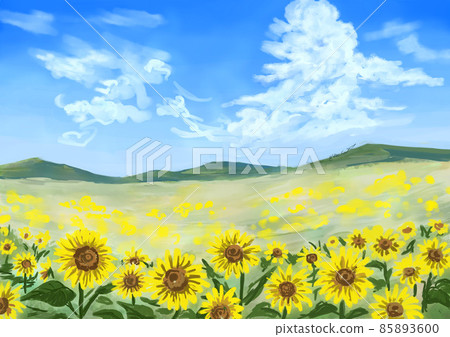 Sunflower field - Stock Illustration [85893600] - PIXTA