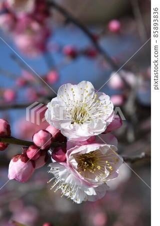 日本最早的觀音聖地聖德太子所創立的中山寺梅林 85893836