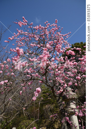 日本最早的觀音聖地聖德太子所創立的中山寺梅林 日本最早的觀音聖地聖德太子所創立的中山寺梅林 85893875