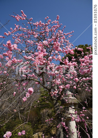 Umebayashi of Nakayamadera, a temple of easy delivery, founded by Prince Shotoku, Japan's first Kannon sacred place 85893876