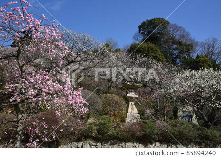 日本最早的觀音聖地聖德太子所創立的中山寺梅林 日本最早的觀音聖地聖德太子所創立的中山寺梅林 85894240
