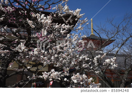 日本最早的觀音聖地聖德太子所創立的中山寺梅林 85894248