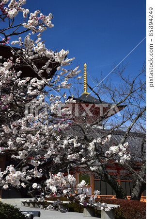 日本最早的觀音聖地聖德太子所創立的中山寺梅林 85894249