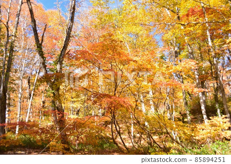 Autumn scenery of Komidaira Marsh Autumn scenery of Komidaira Marsh 85894251