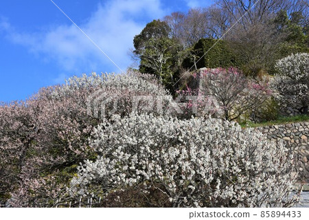 日本最早的觀音聖地聖德太子所創立的中山寺梅林 85894433
