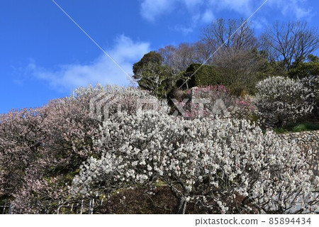 日本最早的觀音聖地聖德太子所創立的中山寺梅林 85894434