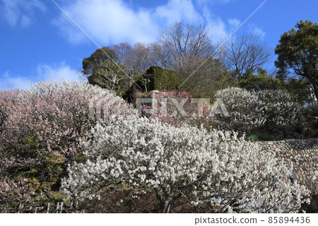 日本最早的觀音聖地聖德太子所創立的中山寺梅林 85894436