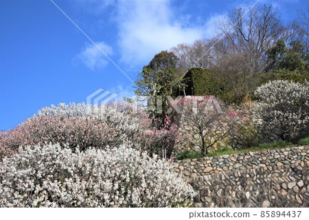 日本最早的觀音聖地聖德太子所創立的中山寺梅林 85894437